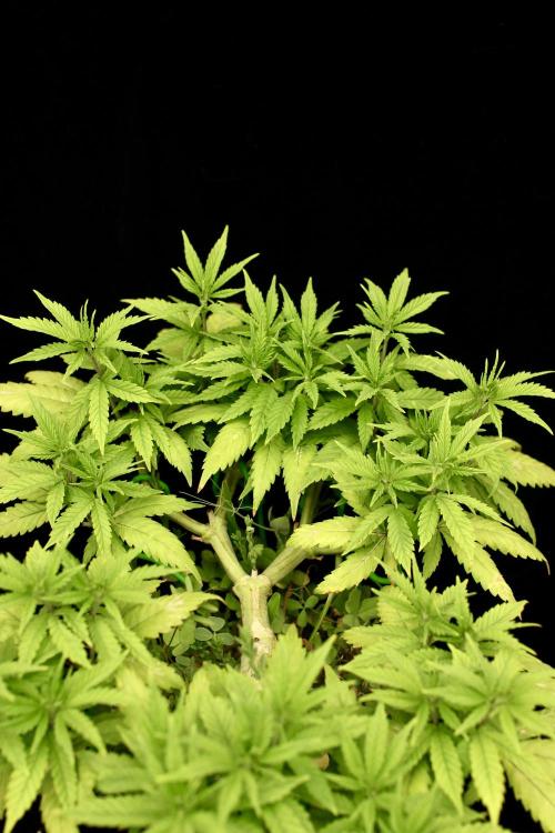 64 Cola Mainline Try | Hawaiian Genetics. Week 8