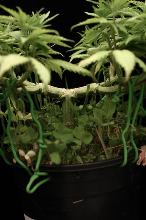 64 Cola Mainline Try | Hawaiian Genetics. Week 8