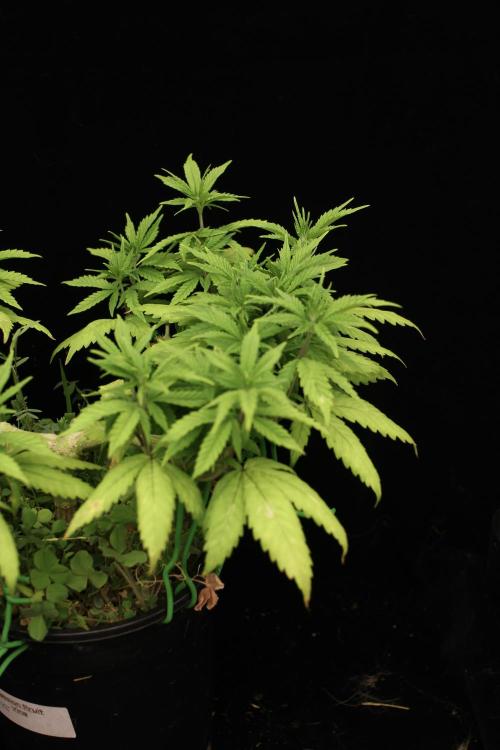 64 Cola Mainline Try | Hawaiian Genetics. Week 8