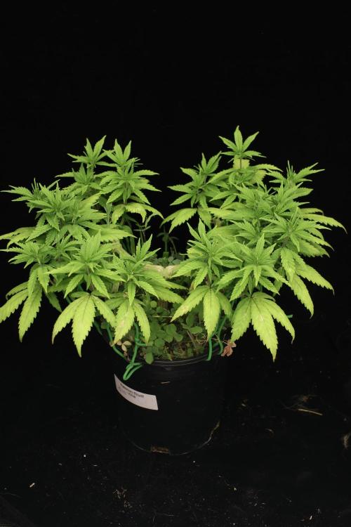 64 Cola Mainline Try | Hawaiian Genetics. Week 8