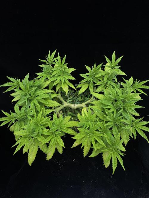 64 Cola Mainline Try | Hawaiian Genetics. Week 8