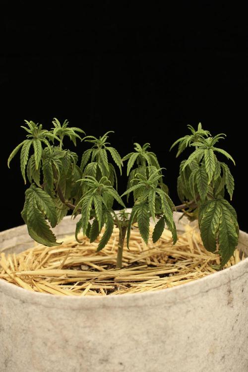 Hawaiian Bred Fire!!!. Week 7