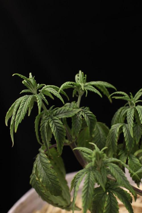 Hawaiian Bred Fire!!!. Week 7