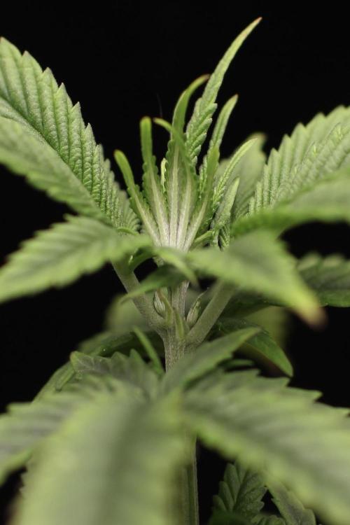 Hawaiian Bred Fire!!!. Week 7