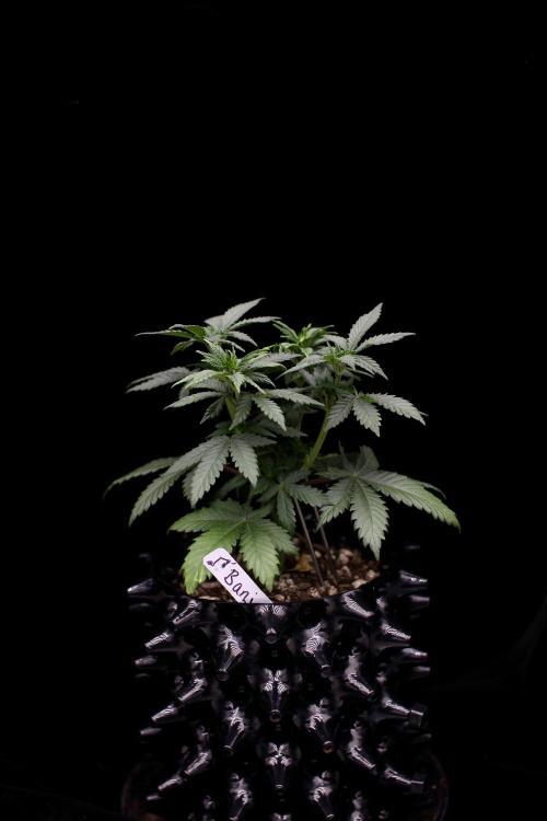 Dad’s Grow (“grow this for me son” LOL). Week 6