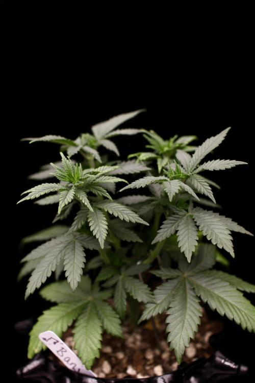 Dad’s Grow (“grow this for me son” LOL). Week 6