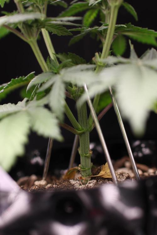 Dad’s Grow (“grow this for me son” LOL). Week 6
