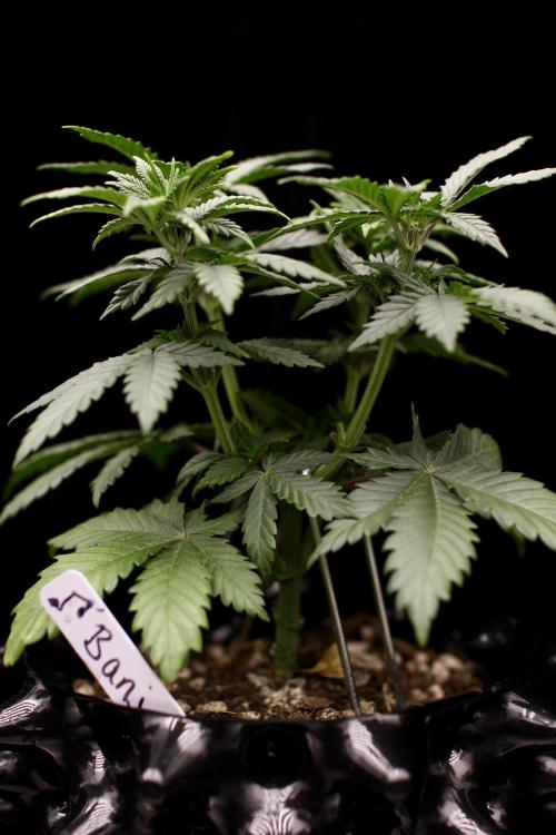 Dad’s Grow (“grow this for me son” LOL). Week 6