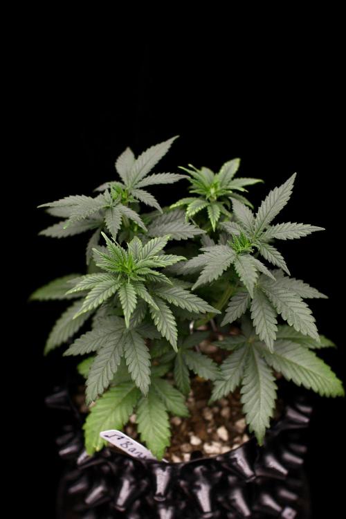 Gorilla Grow Tent 4’x4’. Week 6