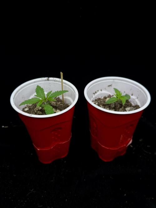 “Bonsai” Attempts #1. Week 1