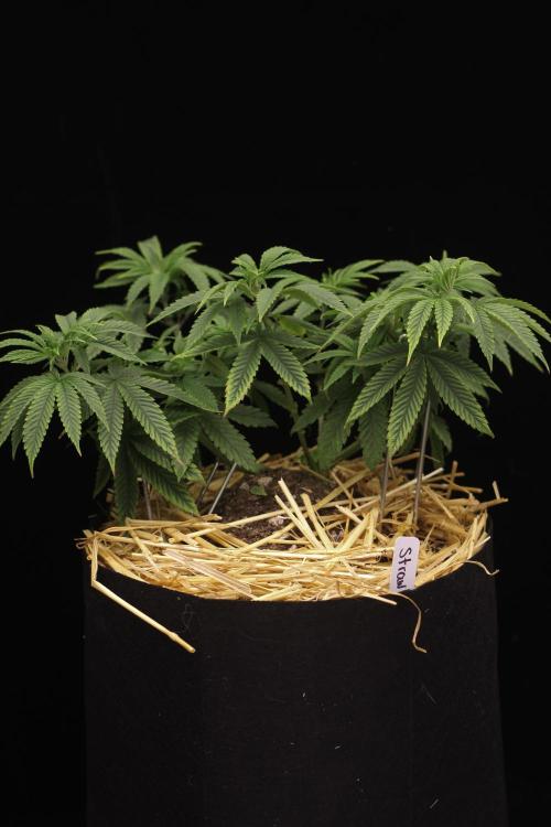 Hawaiian Bred Fire!!!. Week 8