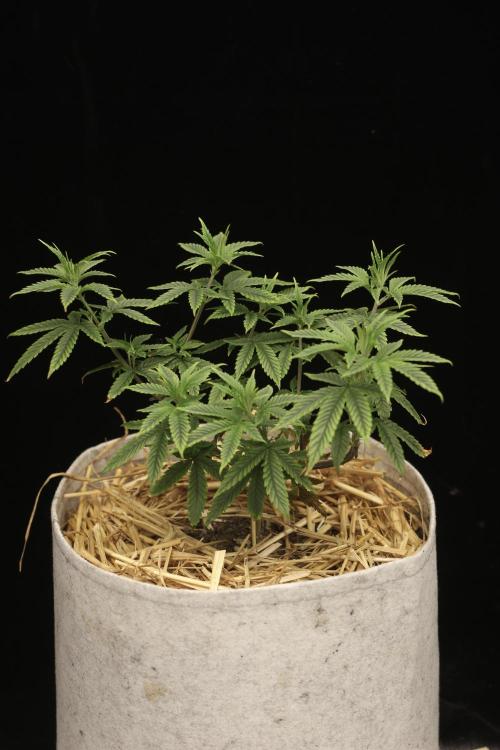 Hawaiian Bred Fire!!!. Week 8