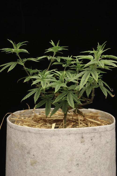 Hawaiian Bred Fire!!!. Week 8