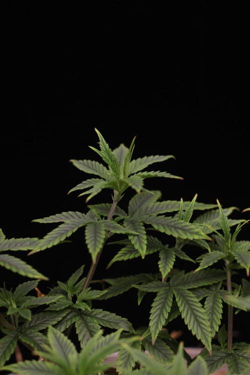 Hawaiian Bred Fire!!!. Week 8