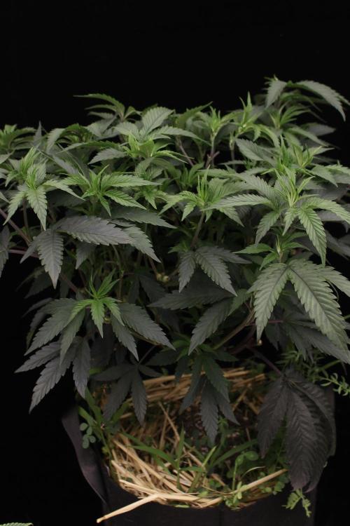 Impulse Purchase | Dispensary Clone. Week 9