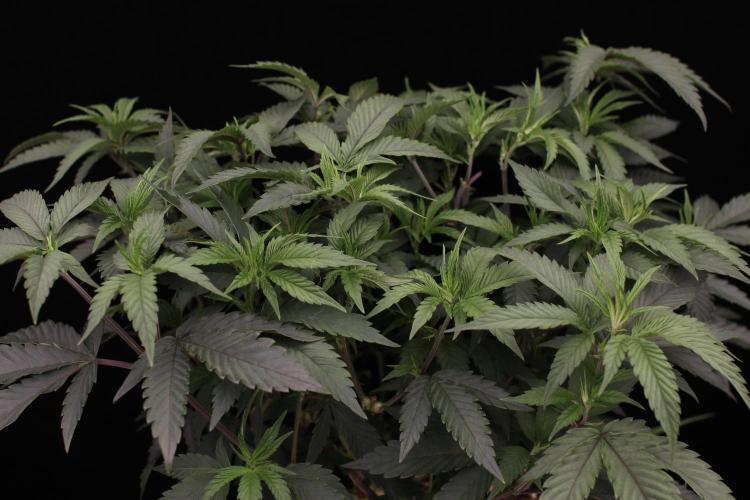 Impulse Purchase | Dispensary Clone. Week 9