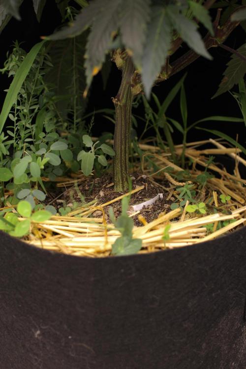 Impulse Purchase | Dispensary Clone. Week 9