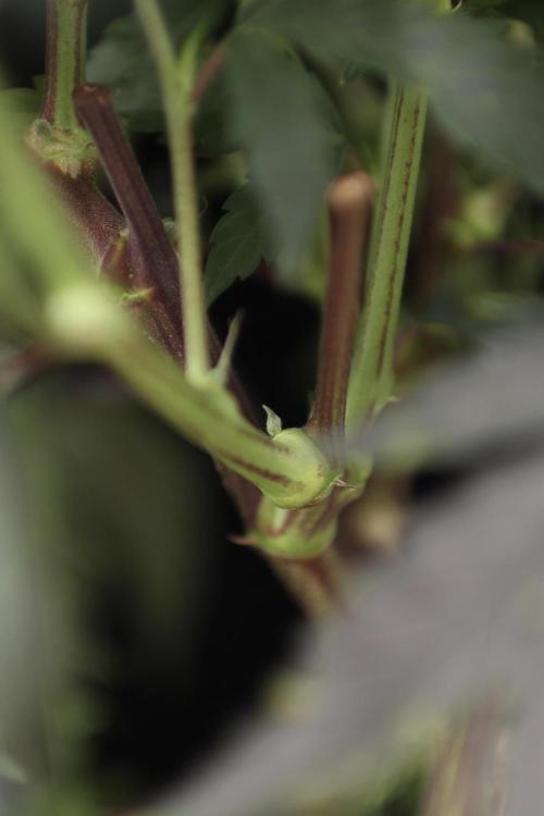 Impulse Purchase | Dispensary Clone. Week 9