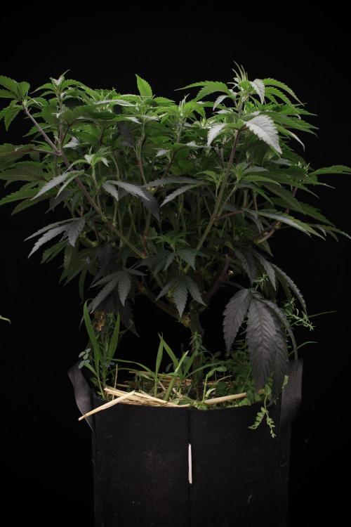 Impulse Purchase | Dispensary Clone. Week 9