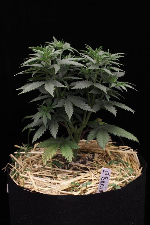 Dad’s Grow (“grow this for me son” LOL). Week 7