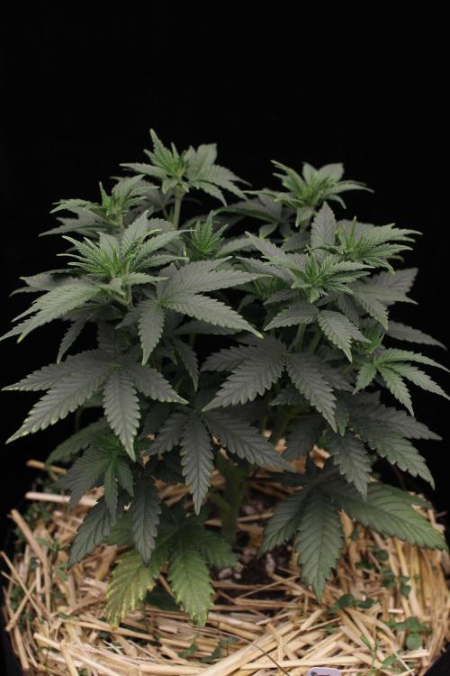 Dad’s Grow (“grow this for me son” LOL). Week 7
