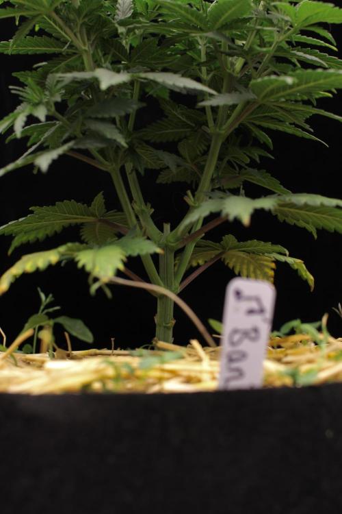 Dad’s Grow (“grow this for me son” LOL). Week 7
