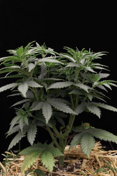 Dad’s Grow (“grow this for me son” LOL). Week 7