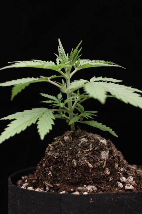 “Bonsai” Attempts #1. Week 2