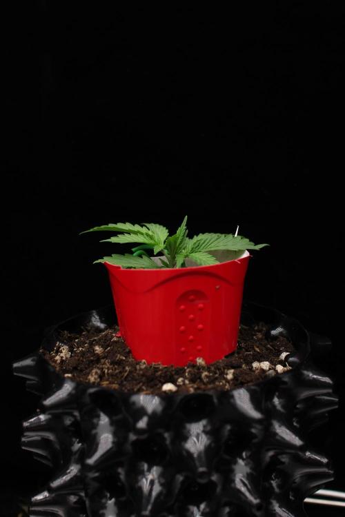 “Bonsai” Attempts #1. Week 2