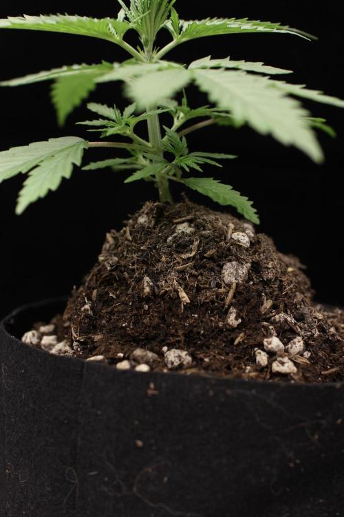 “Bonsai” Attempts #1. Week 2
