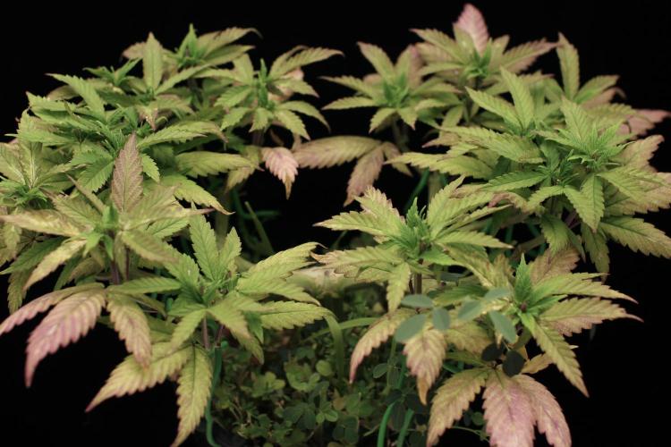 64 Cola Mainline Try | Hawaiian Genetics. Week 9