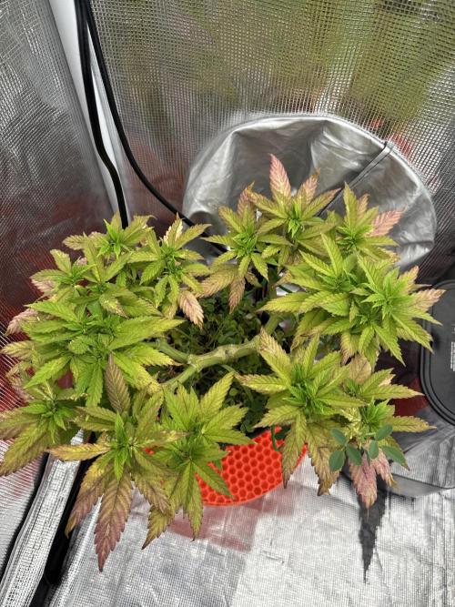 64 Cola Mainline Try | Hawaiian Genetics. Week 9