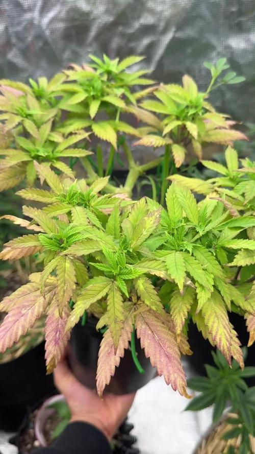 64 Cola Mainline Try | Hawaiian Genetics