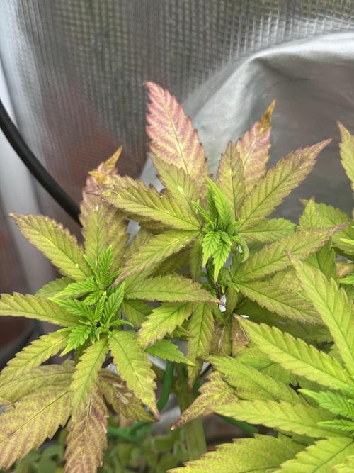 64 Cola Mainline Try | Hawaiian Genetics. Week 9