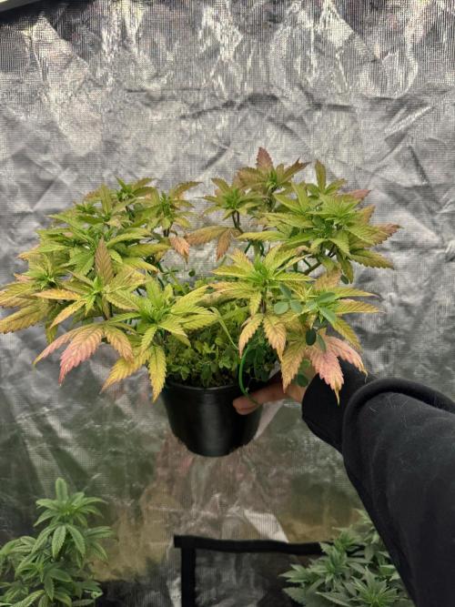 64 Cola Mainline Try | Hawaiian Genetics. Week 9