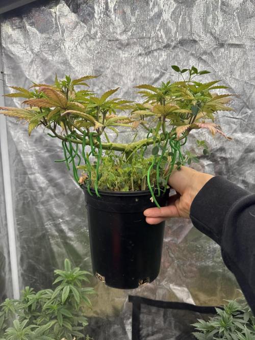 64 Cola Mainline Try | Hawaiian Genetics. Week 9
