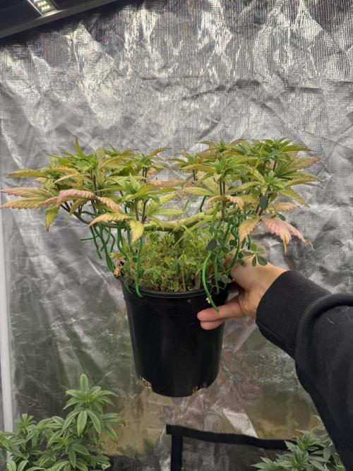 64 Cola Mainline Try | Hawaiian Genetics. Week 9