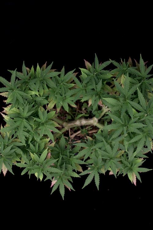 64 Cola Mainline Try | Hawaiian Genetics. Week 12