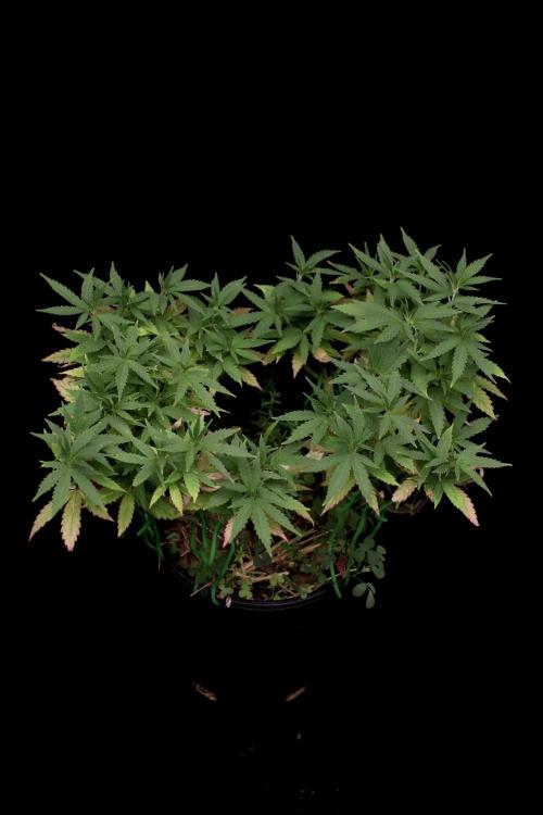 64 Cola Mainline Try | Hawaiian Genetics. Week 12