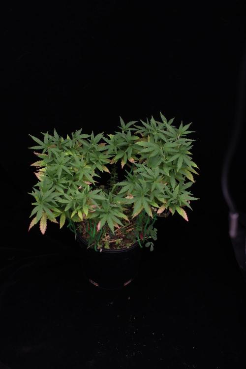 64 Cola Mainline Try | Hawaiian Genetics. Week 12