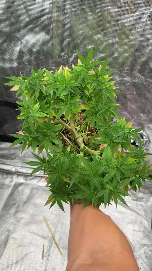 64 Cola Mainline Try | Hawaiian Genetics