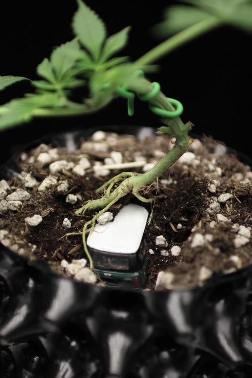 “Bonsai” Attempts #1. Week 3