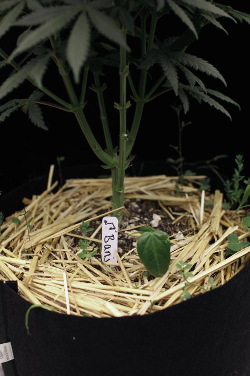 Dad’s Grow (“grow this for me son” LOL). Week 8