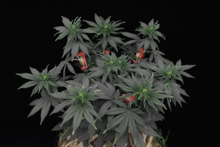 Dad’s Grow (“grow this for me son” LOL). Week 8