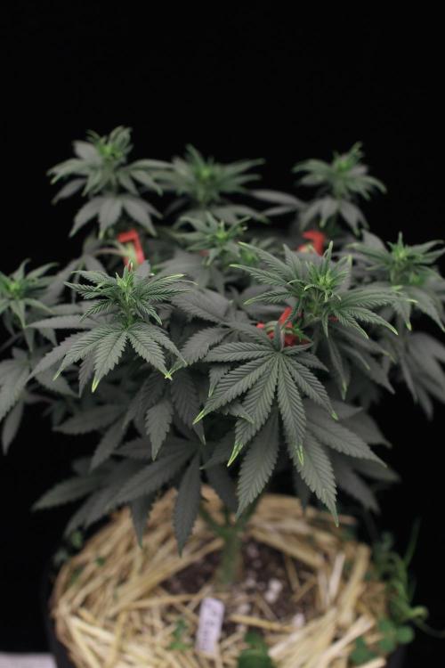 Dad’s Grow (“grow this for me son” LOL). Week 8