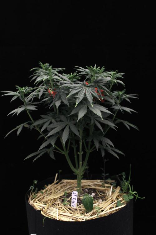 Dad’s Grow (“grow this for me son” LOL). Week 8