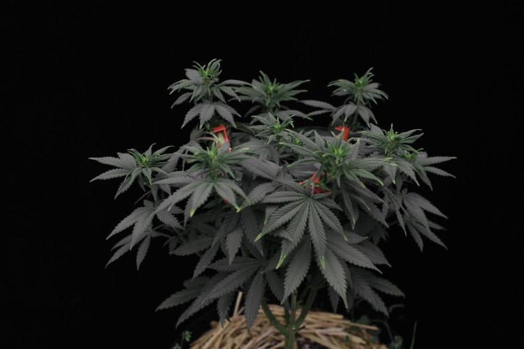 Dad’s Grow (“grow this for me son” LOL). Week 8