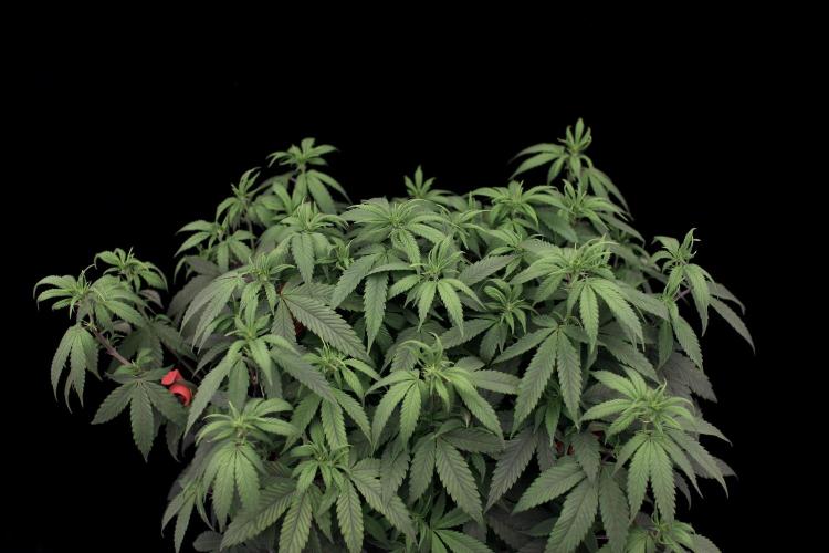 Impulse Purchase | Dispensary Clone. Week 10