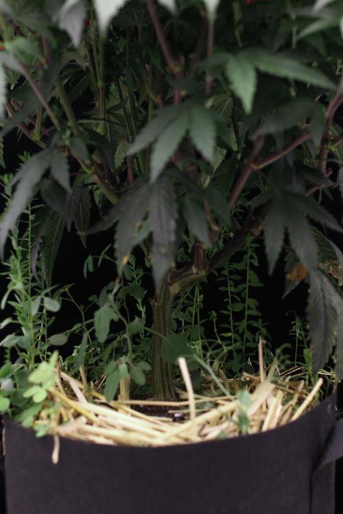 Impulse Purchase | Dispensary Clone. Week 10
