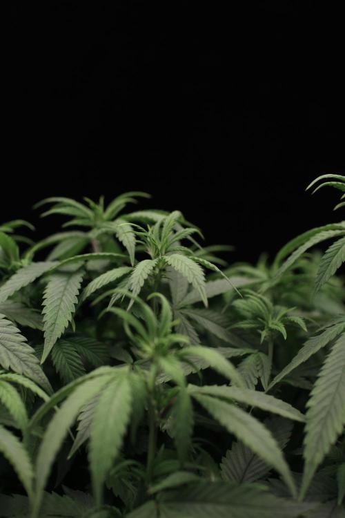 Impulse Purchase | Dispensary Clone. Week 10